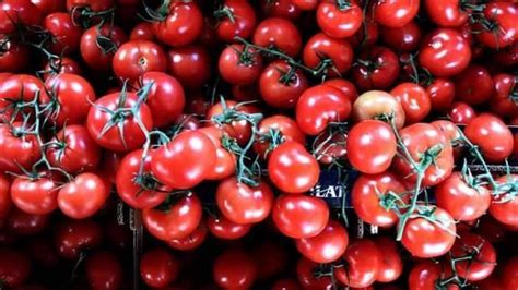 Salçalık domates fiyatları 2021